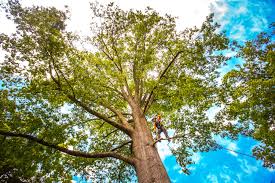 Best Tree Cabling and Bracing  in Covelo, CA