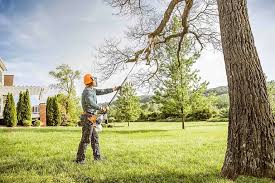 Professional Tree Care in Covelo, CA