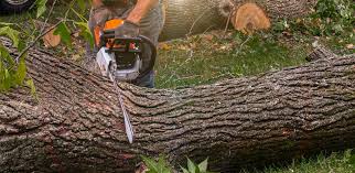 Best Tree Preservation Services  in Covelo, CA