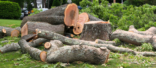 How Our Tree Care Process Works  in  Covelo, CA