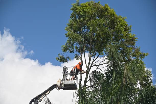  Covelo, CA Tree Care Pros
