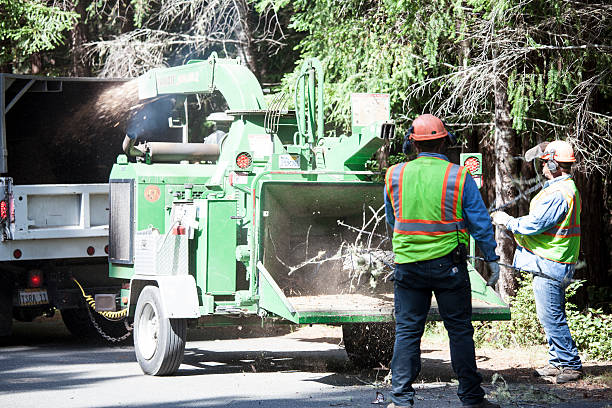Best Root Management and Removal  in Covelo, CA