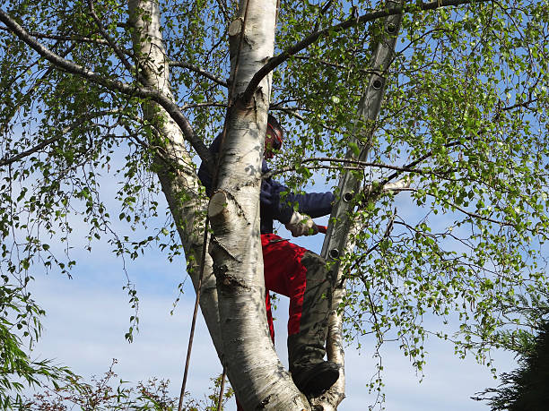 Best Hedge Trimming  in Covelo, CA