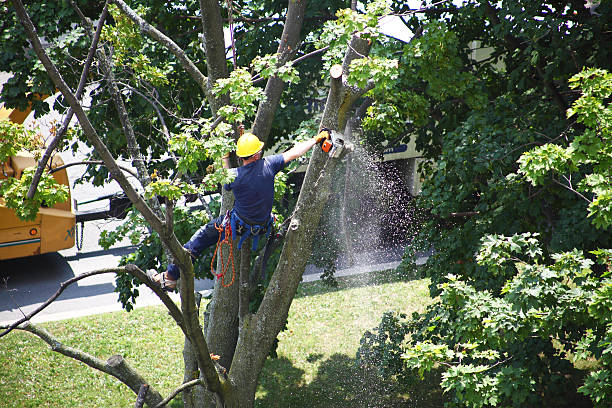Best Commercial Tree Services  in Covelo, CA