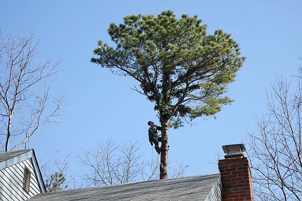 Best Tree Mulching  in Covelo, CA